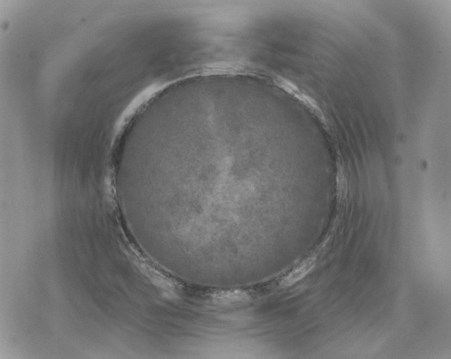 X0000076301454200609291023