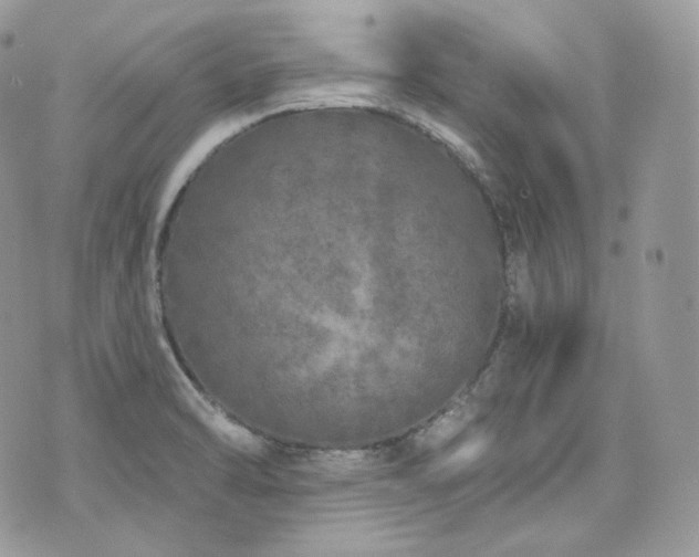 X0000076301470200609291023