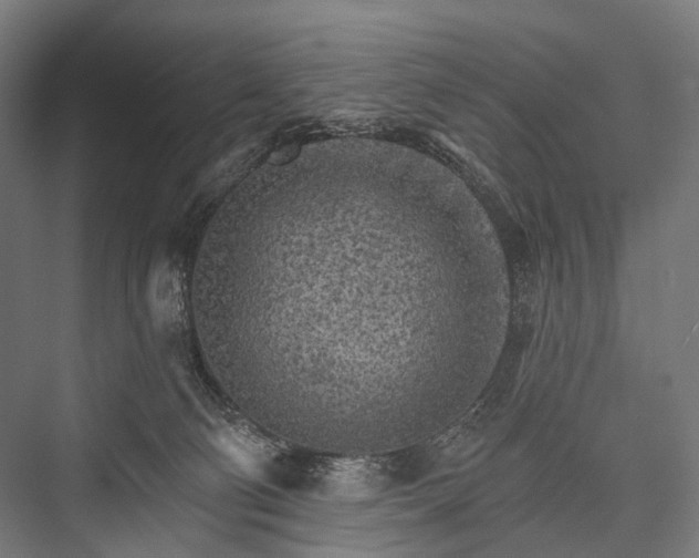X0000076300130200610061314