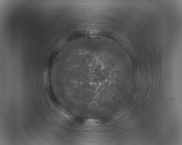 X0000076300222200610061312