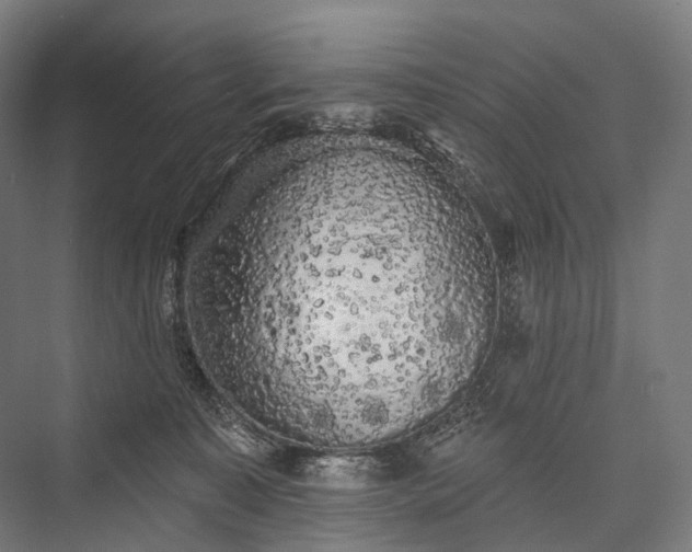 X0000076300323200610061311