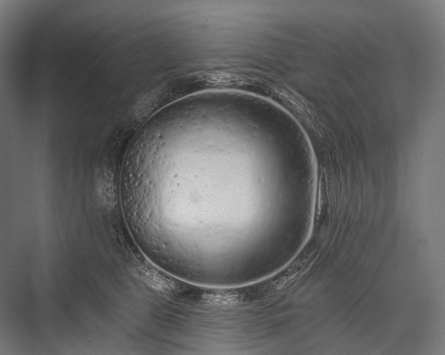 X0000076300469200610061308