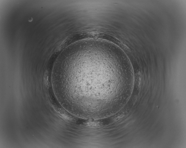 X0000076300615200610061306