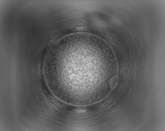 X0000076300651200610061305