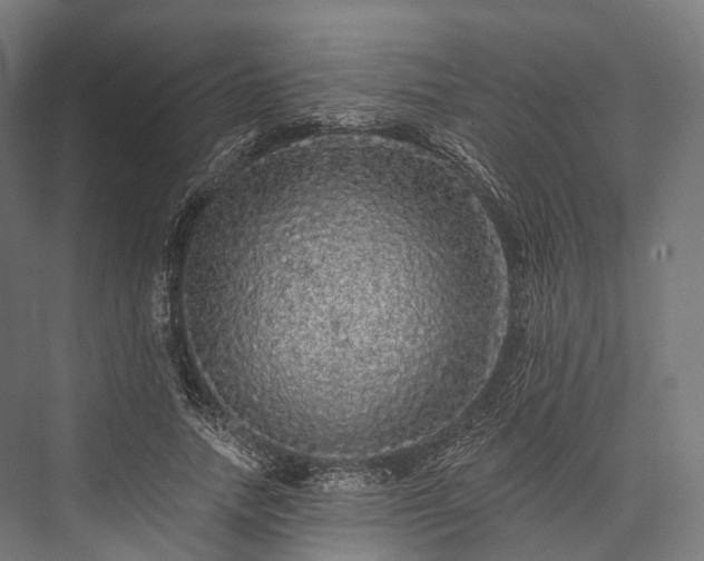 X0000076300738200610061303
