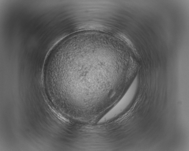 X0000076300780200610061303