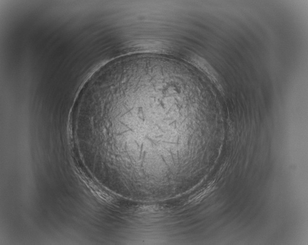 X0000076300883200610061301