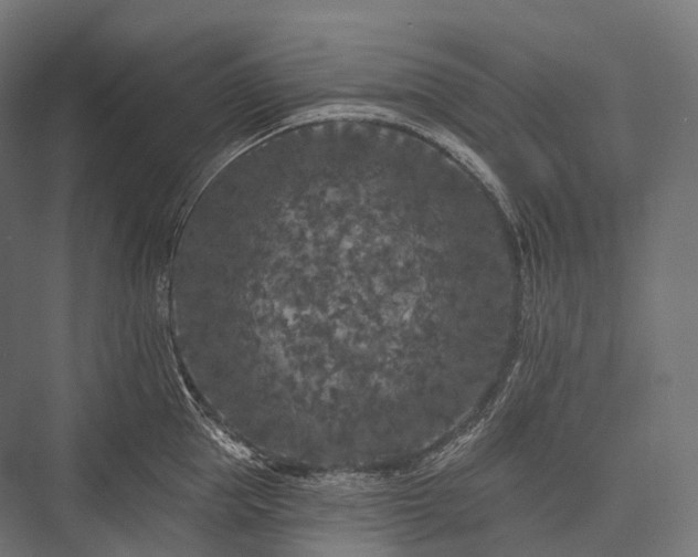 X0000076300953200610061300