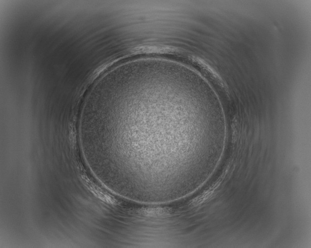 X0000076301025200610061258