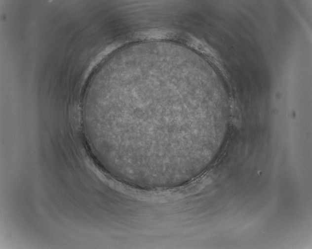 X0000076300012200610161605