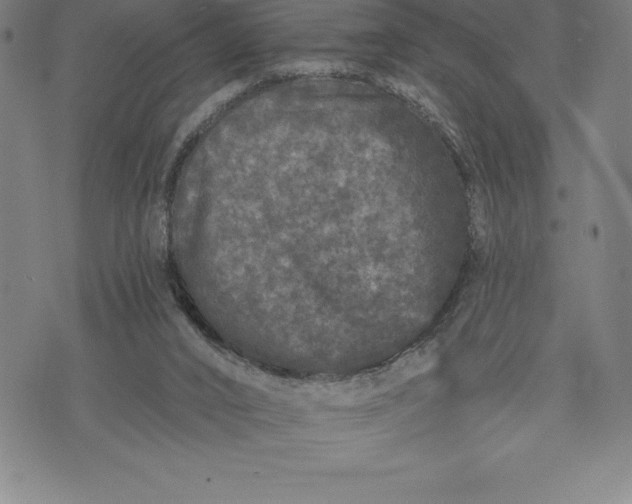 X0000076300016200610161605