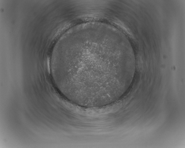 X0000076300022200610161605