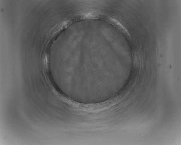 X0000076300026200610161605