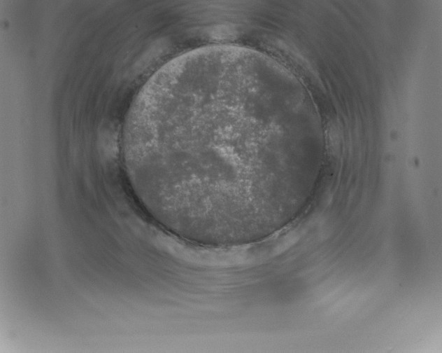 X0000076300032200610161605