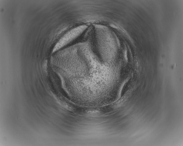 X0000076300066200610161604