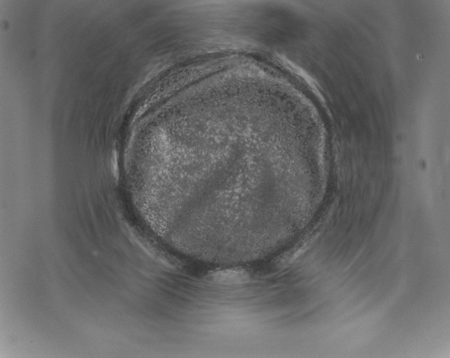 X0000076300067200610161604