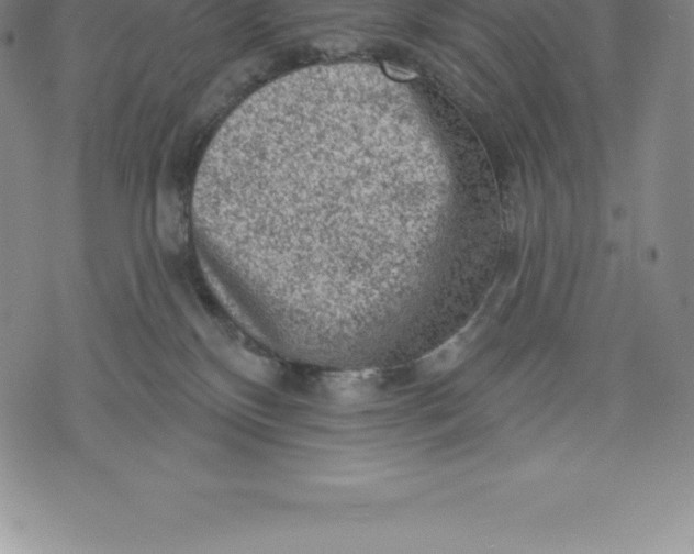 X0000076300136200610161603