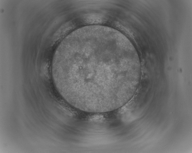 X0000076300162200610161602