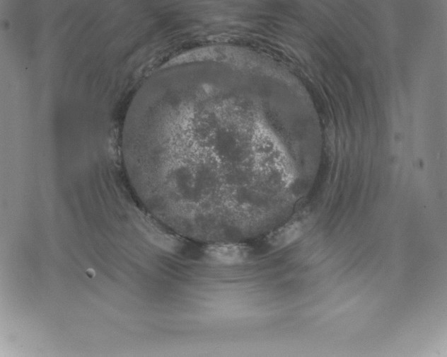 X0000076300181200610161603