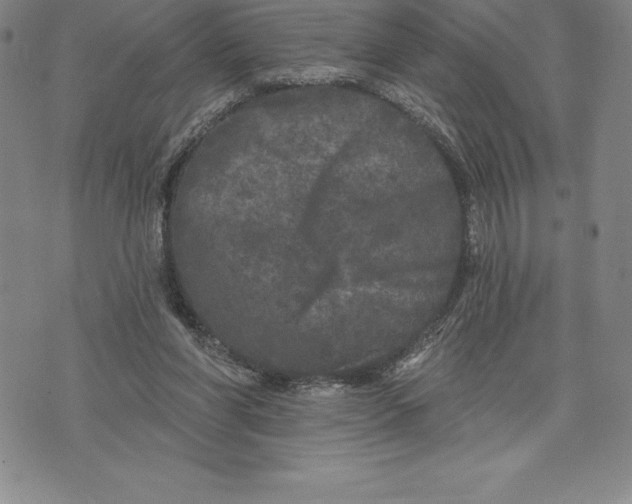 X0000076300206200610161602