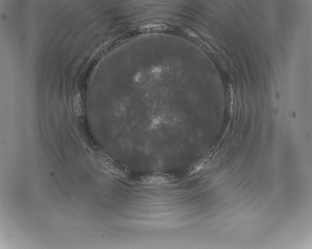 X0000076300224200610161601