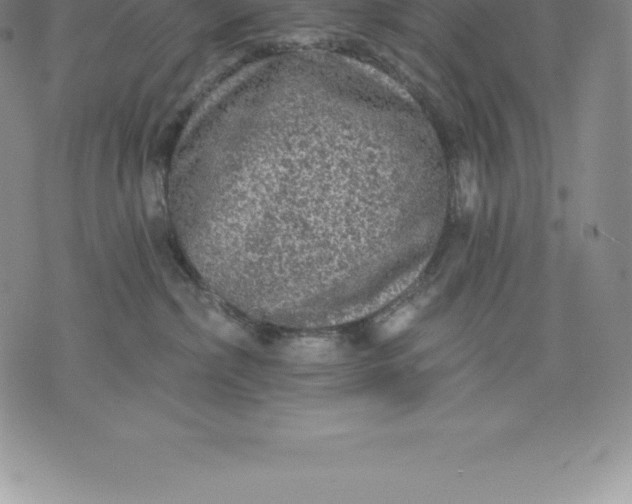 X0000076300236200610161601