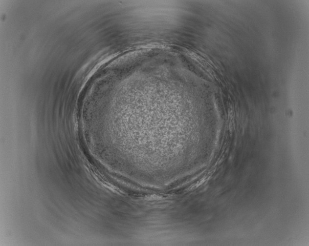 X0000076300290200610161600