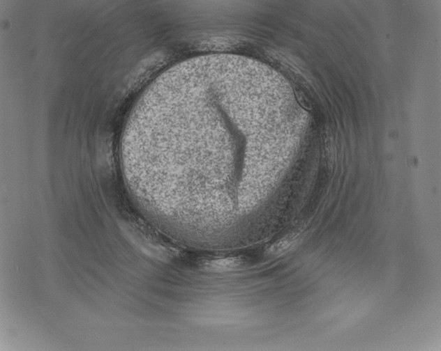 X0000076300312200610161600