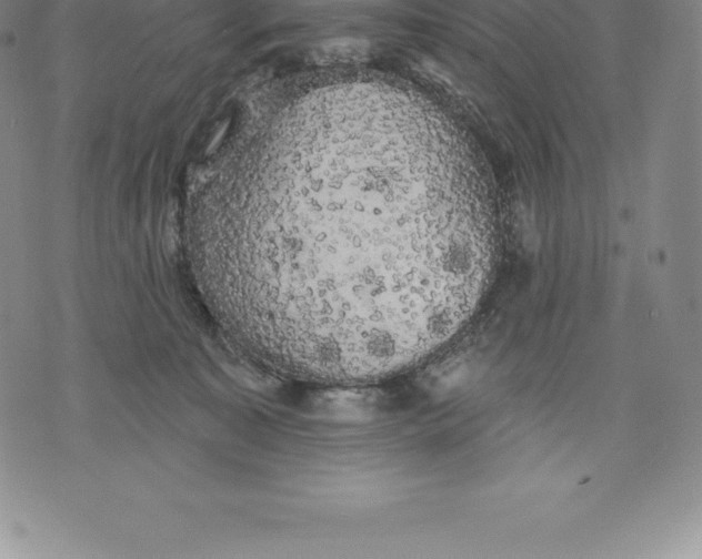 X0000076300323200610161600