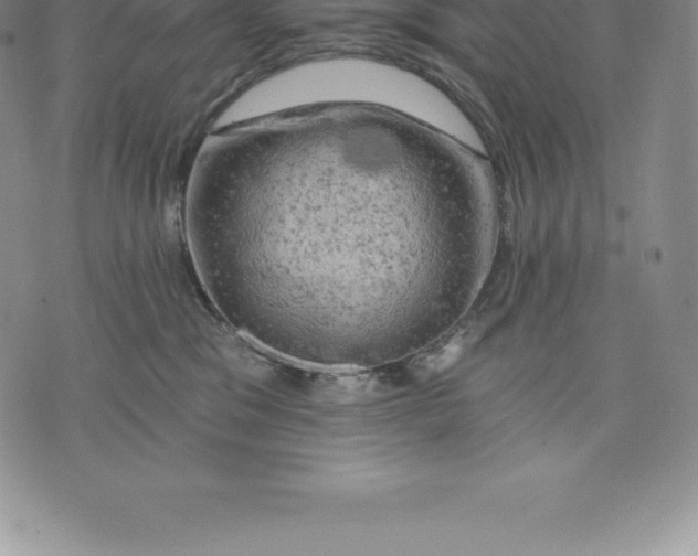 X0000076300329200610161600