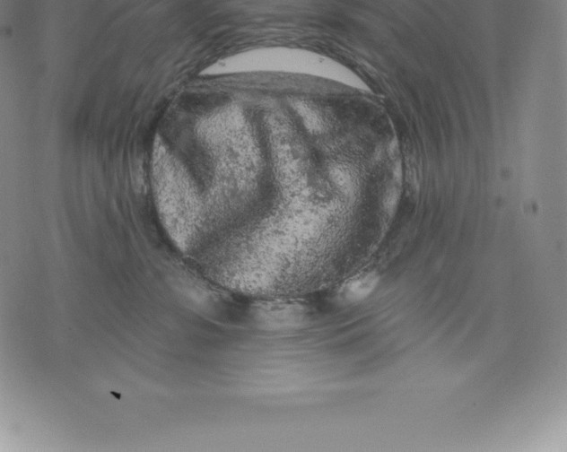 X0000076300331200610161600