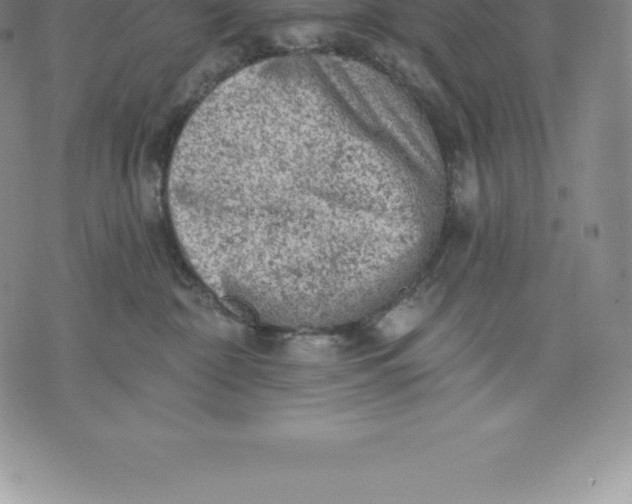 X0000076300332200610161600