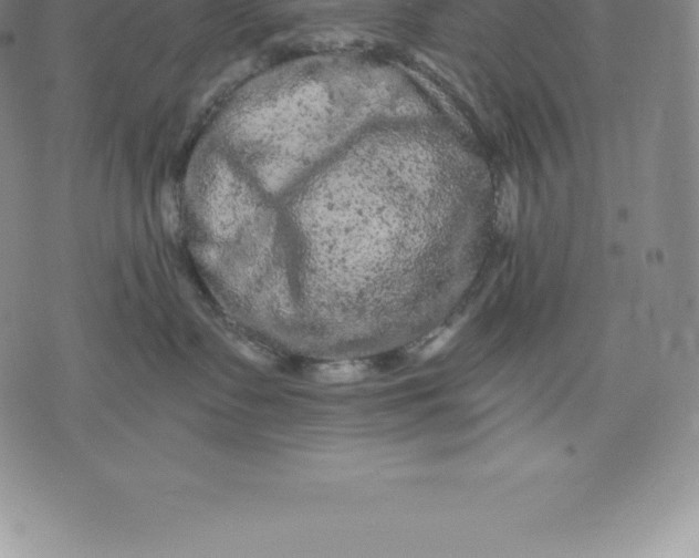 X0000076300335200610161600