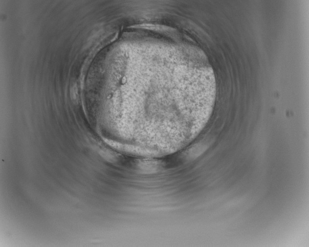 X0000076300336200610161600