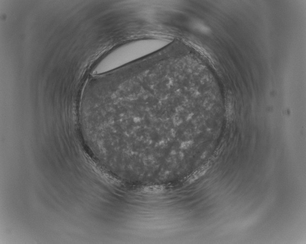 X0000076300353200610161559