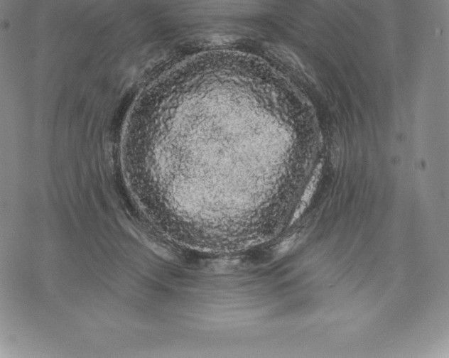 X0000076300366200610161559