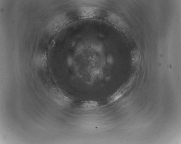 X0000076300369200610161559