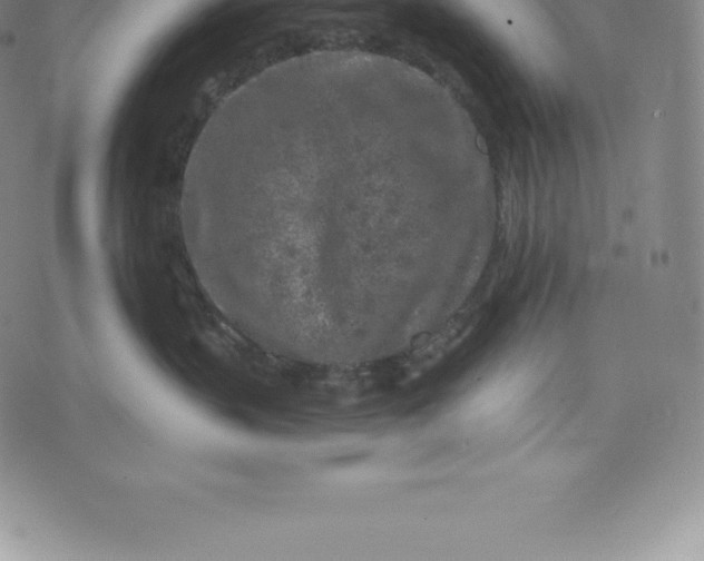 X0000076300383200610161559