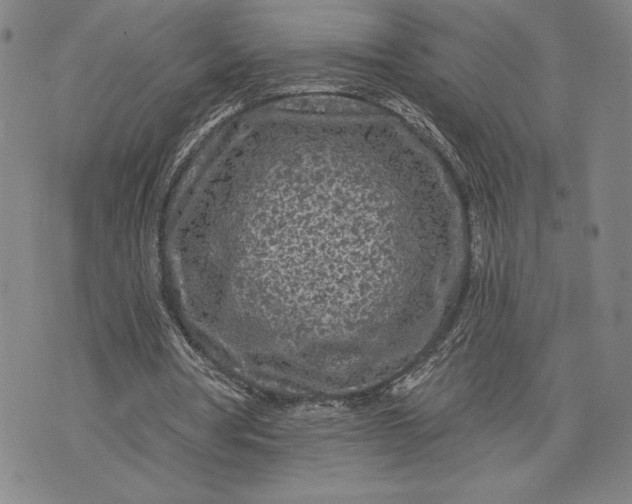 X0000076300386200610161559