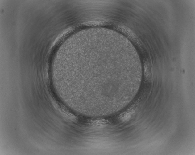 X0000076300396200610161559