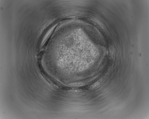 X0000076300404200610161558