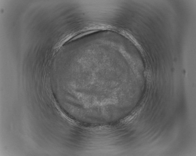 X0000076300433200610161557