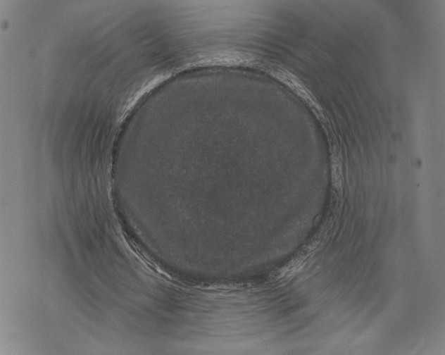 X0000076300434200610161557