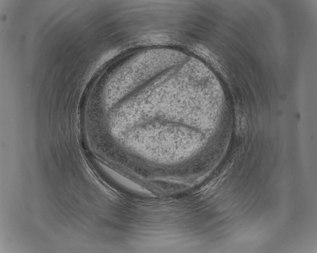 X0000076300439200610161557