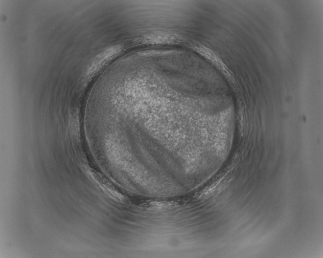 X0000076300442200610161557