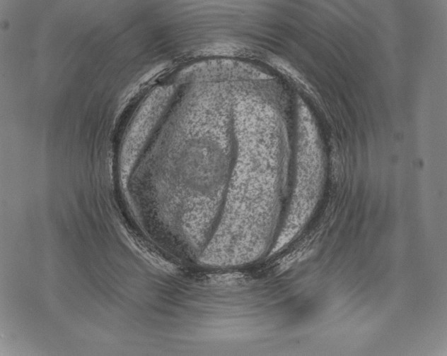 X0000076300446200610161557