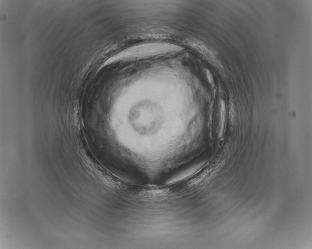 X0000076300449200610161557