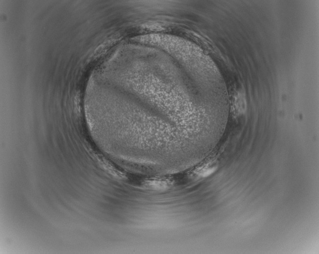 X0000076300466200610161558