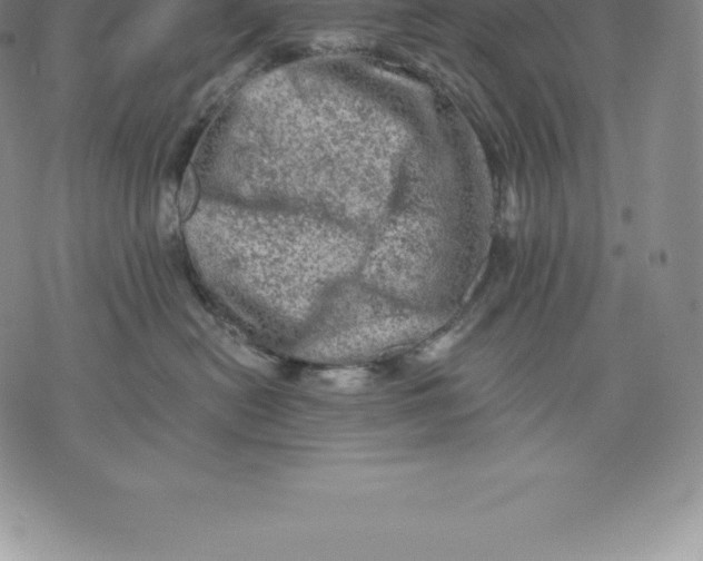 X0000076300478200610161558