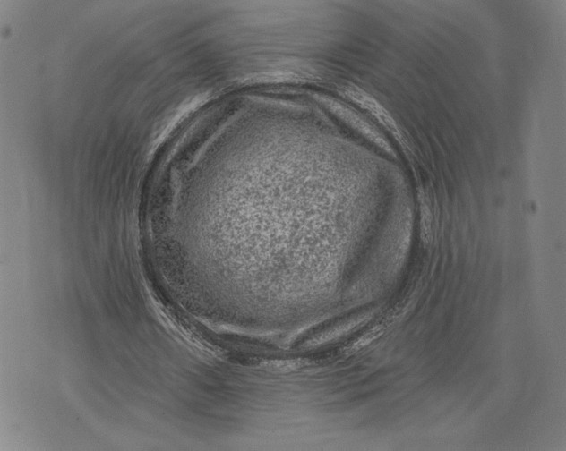 X0000076300482200610161557